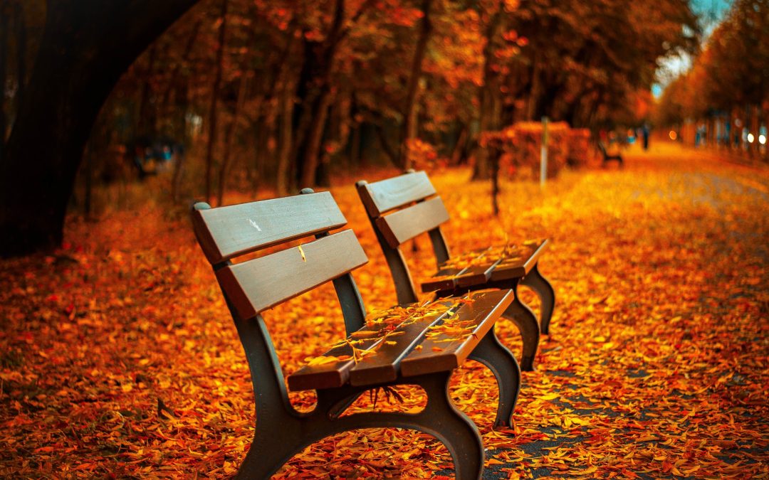 empty park benches in the fall