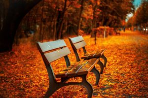 empty park benches in the fall